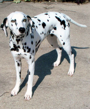 Dalmatian