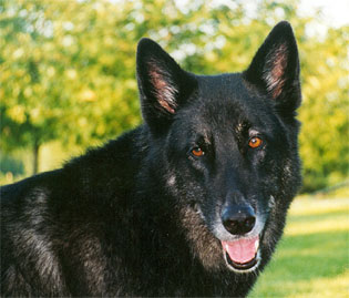 German shepard - Malamute mix