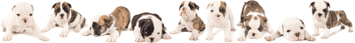 Litter of puppies