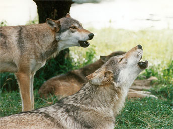 Wolves!