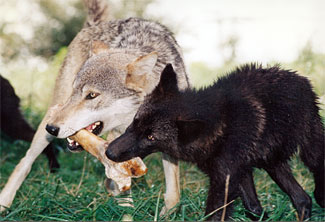 Wolves!
