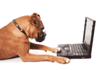 Working dog